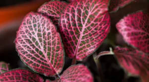 Fittonia vermelha