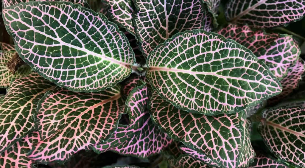 Fittonia vista por cima