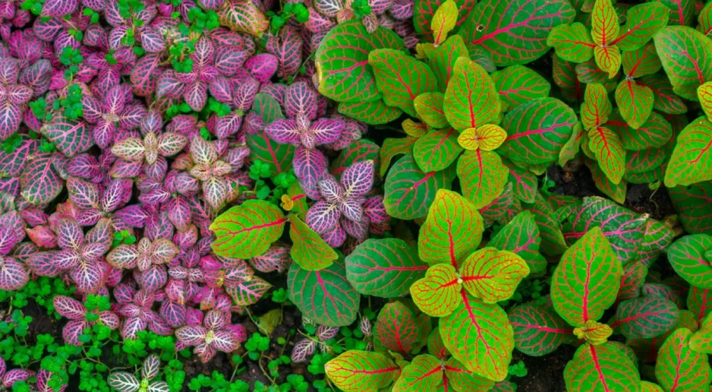 Fittonias coloridas