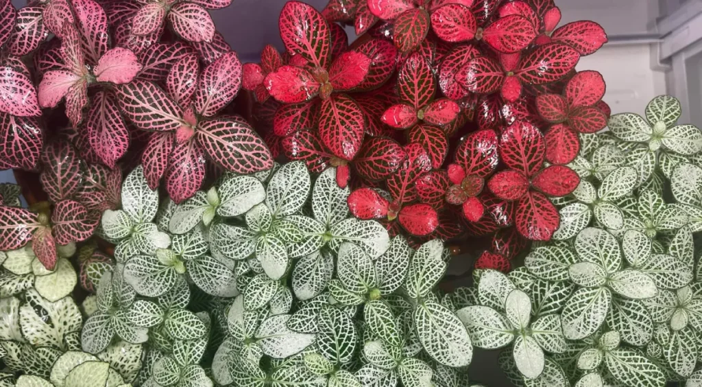 Fittonias vermelhas e verdes