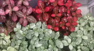 Fittonias vermelhas e verdes