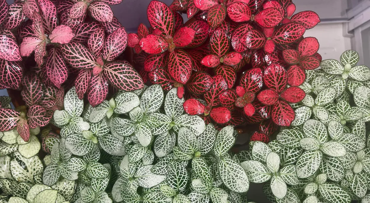 Fittonias vermelhas e verdes
