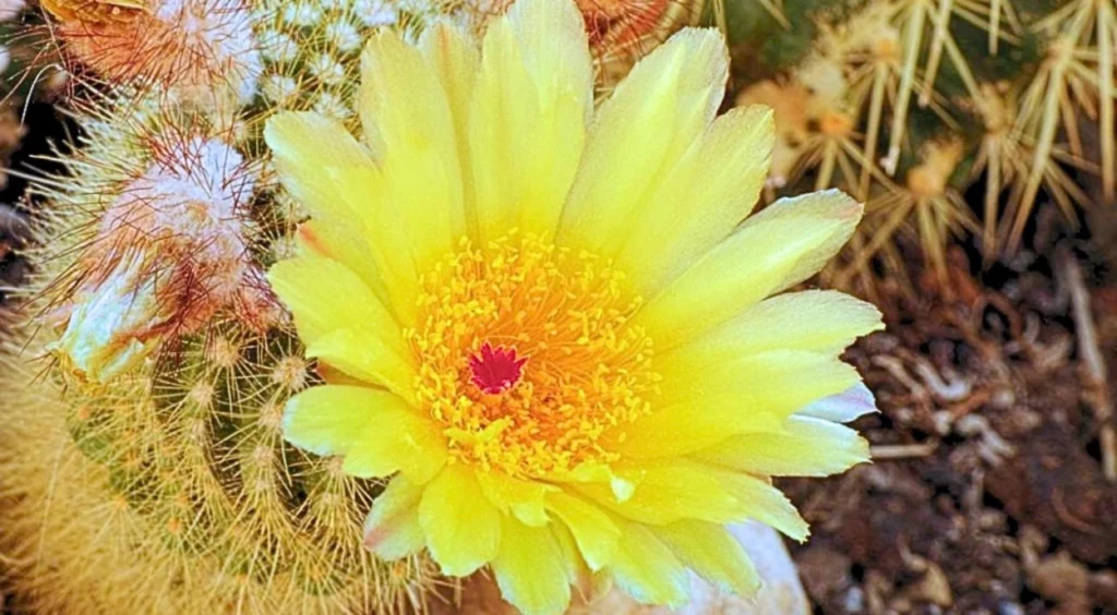 Flor de Cacto Amendoim amarela