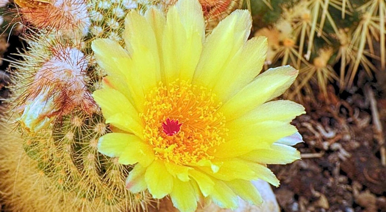 Flor de Cacto Amendoim amarela
