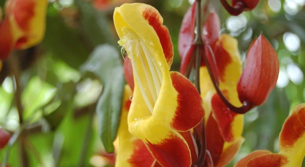 Flor de Sapatinho-de-judia