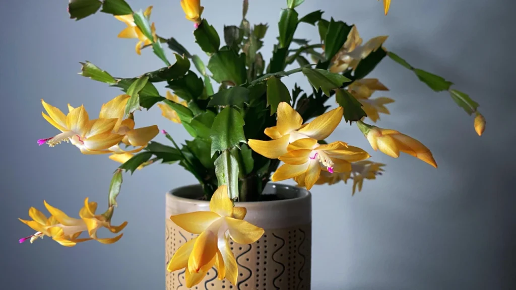 Flor-de-maio amarela