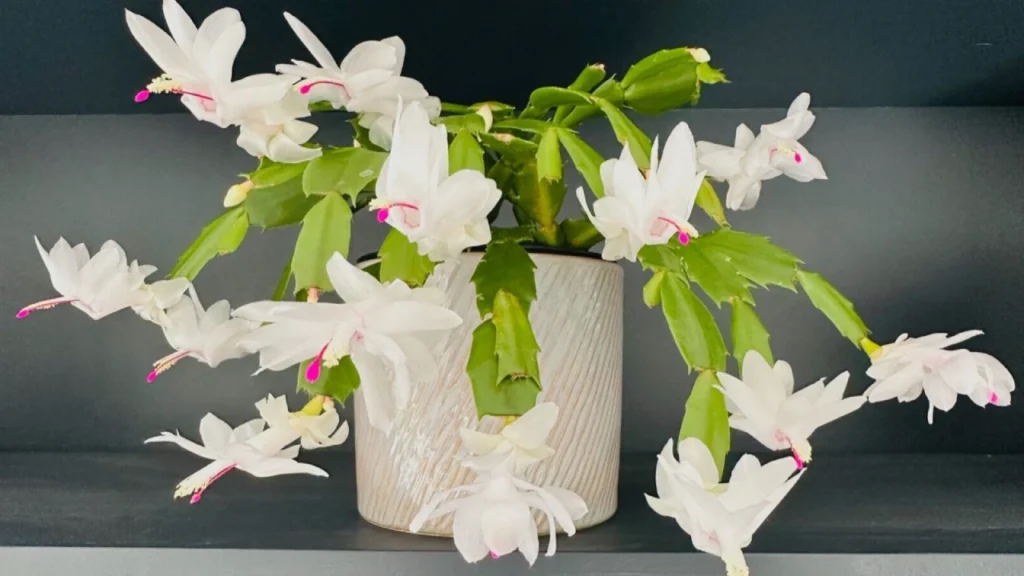 Flor-de-maio branca