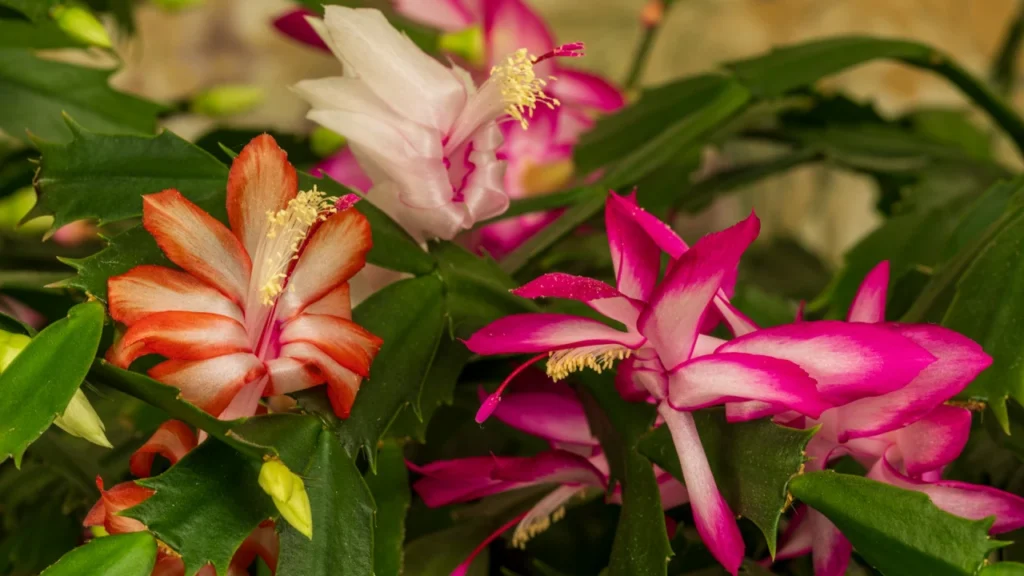 Flor-de-maio branca com a borda rosa bicolor