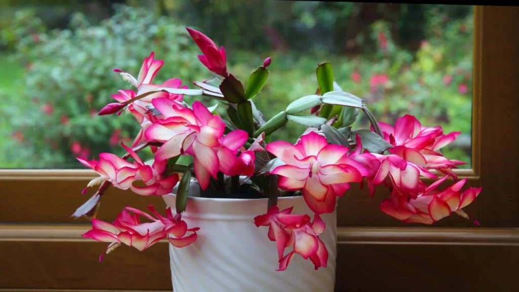 Flor-de-maio branca com a borda rosa em vaso branco ao lado da janela