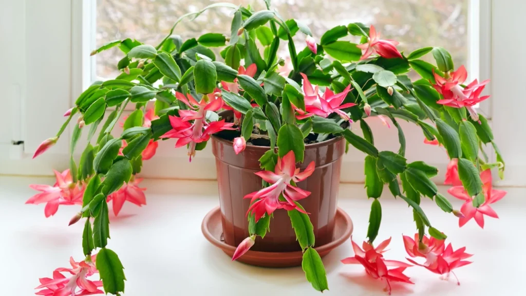 Flor-de-maio branco com a borda vermelha ao lado da janela