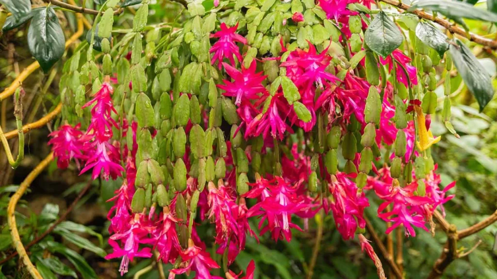 Flor-de-maio em jardim