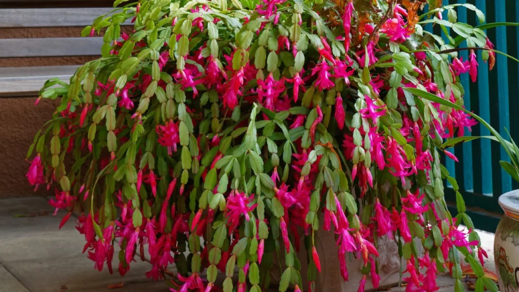 Flor-de-maio gigante pink
