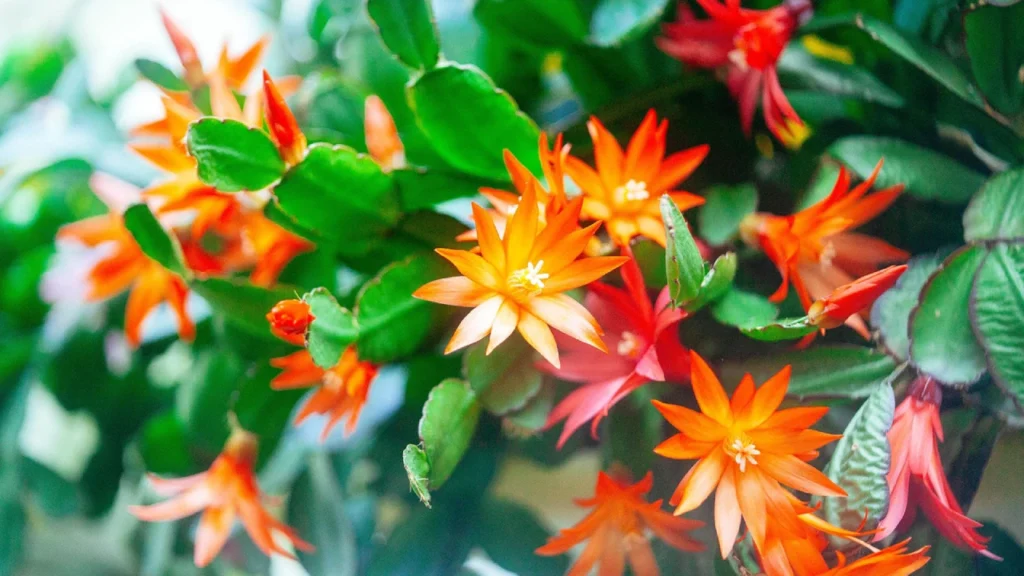 Flor-de-maio laranja