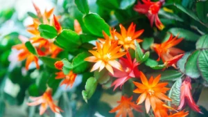 Flor-de-maio laranja