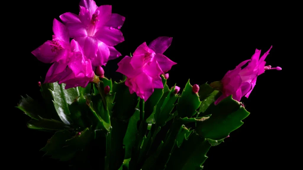 Flor-de-maio rosa