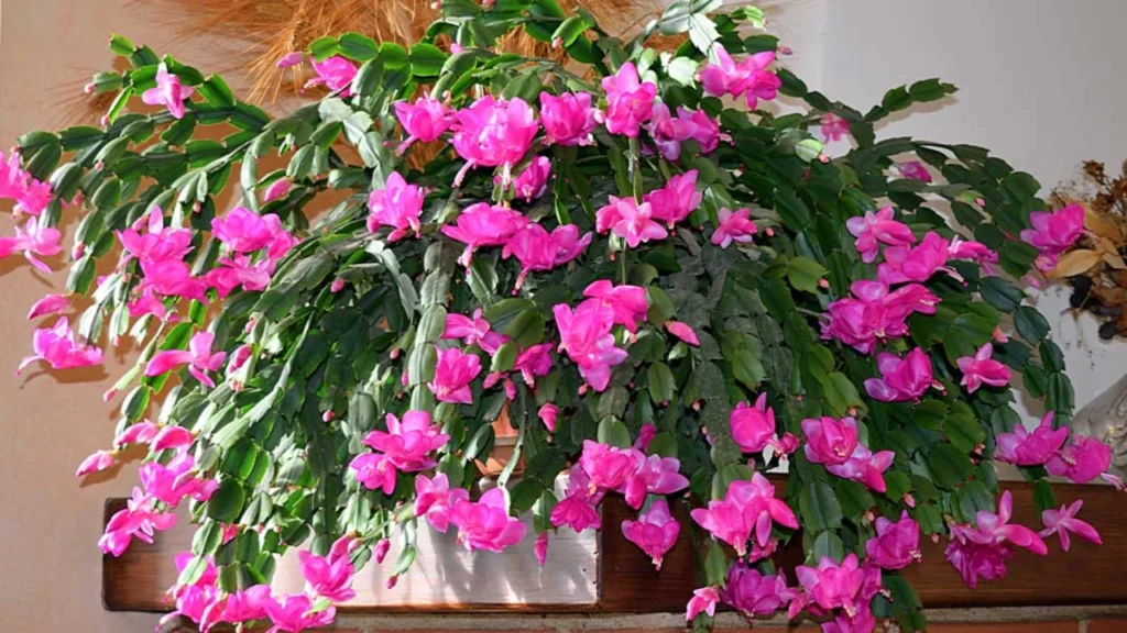 Flor-de-maio rosa sobre bancada