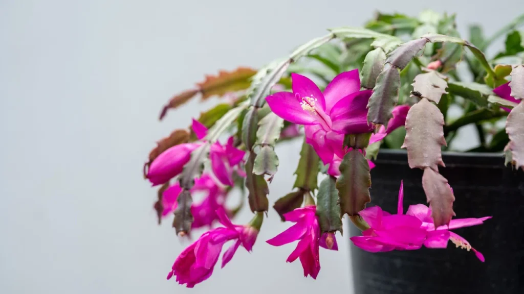 Flor-de-maio roxa