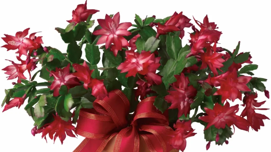 Flor-de-maio vermelha com laço