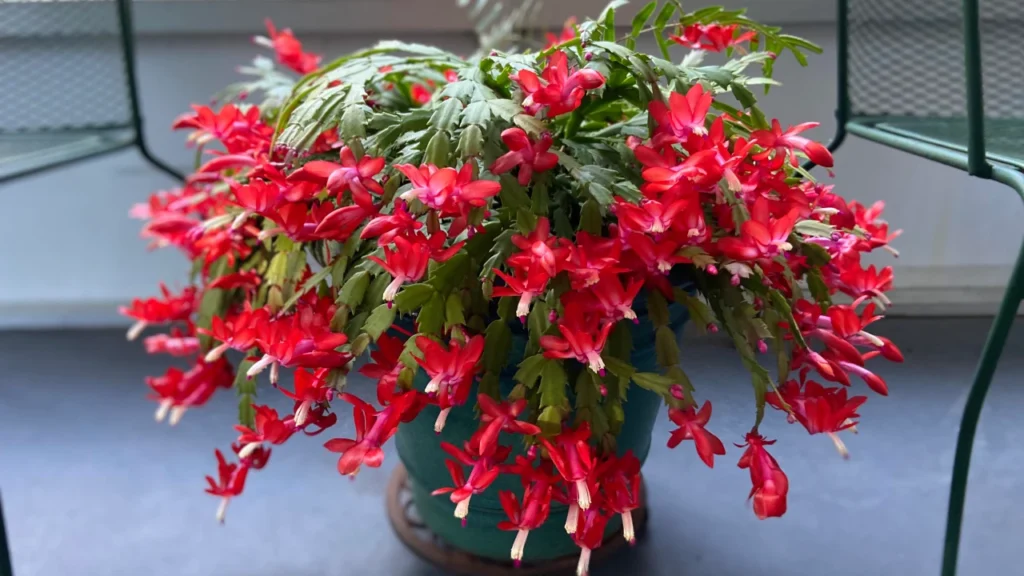 Flor-de-maiovermelha em vaso verde