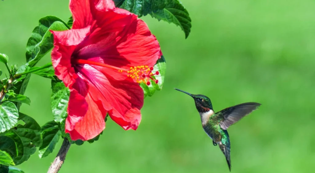 Hibisco e beija-flor