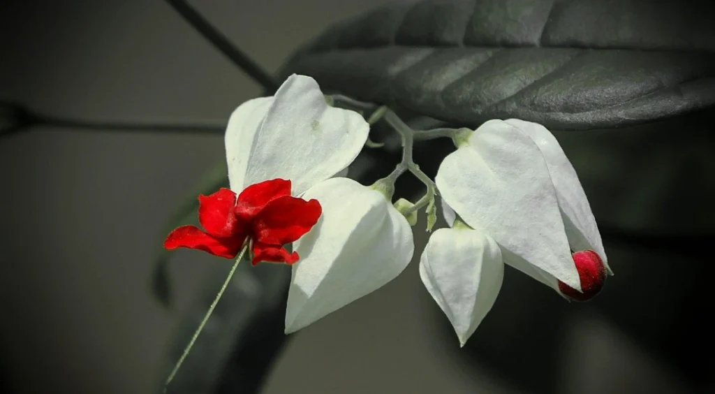 Lágrima-de-Cristo flor com zoom