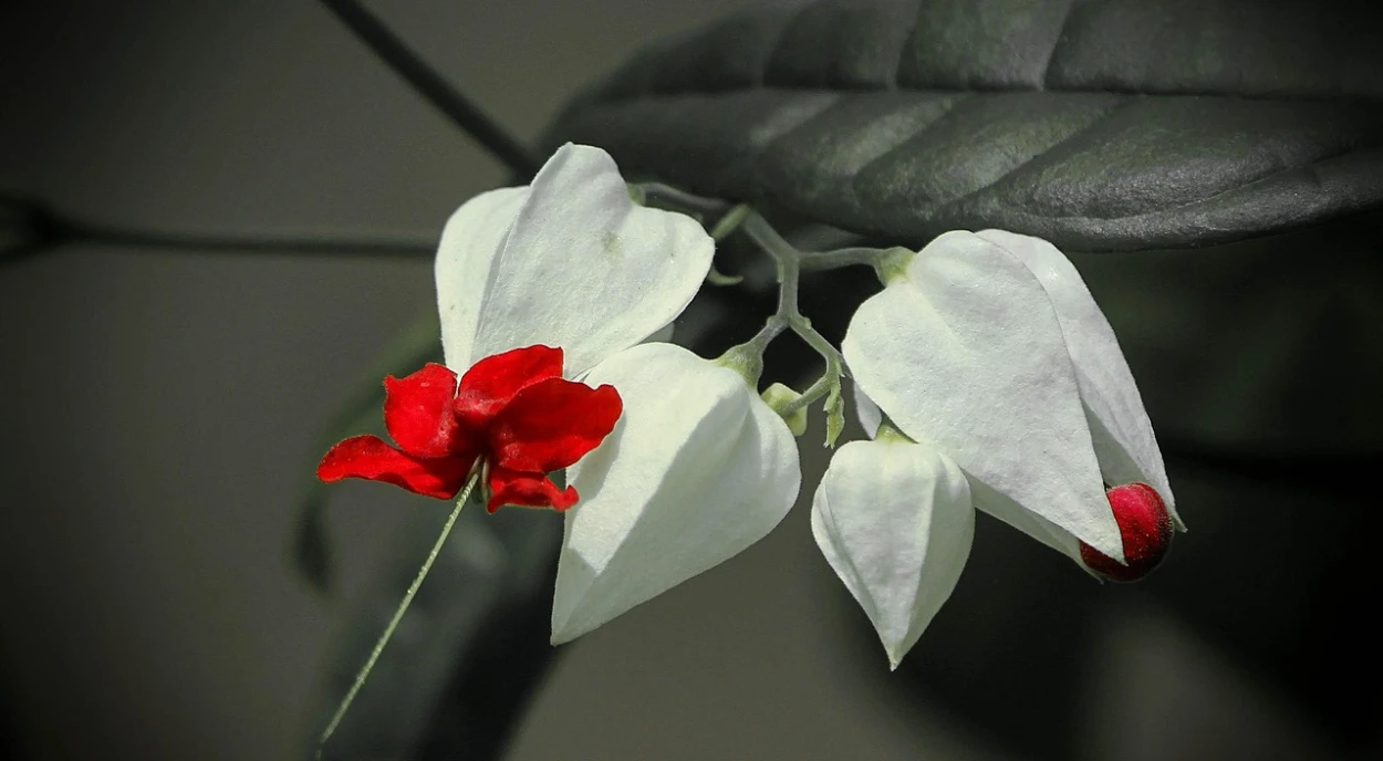 Lágrima-de-Cristo flor com zoom