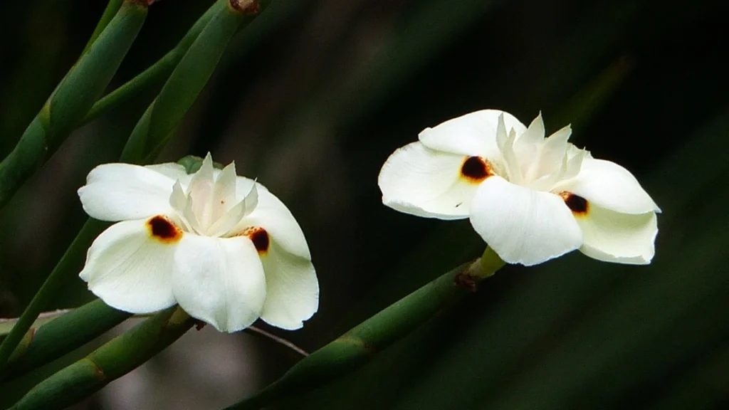 Moreia (Dietes bicolor)