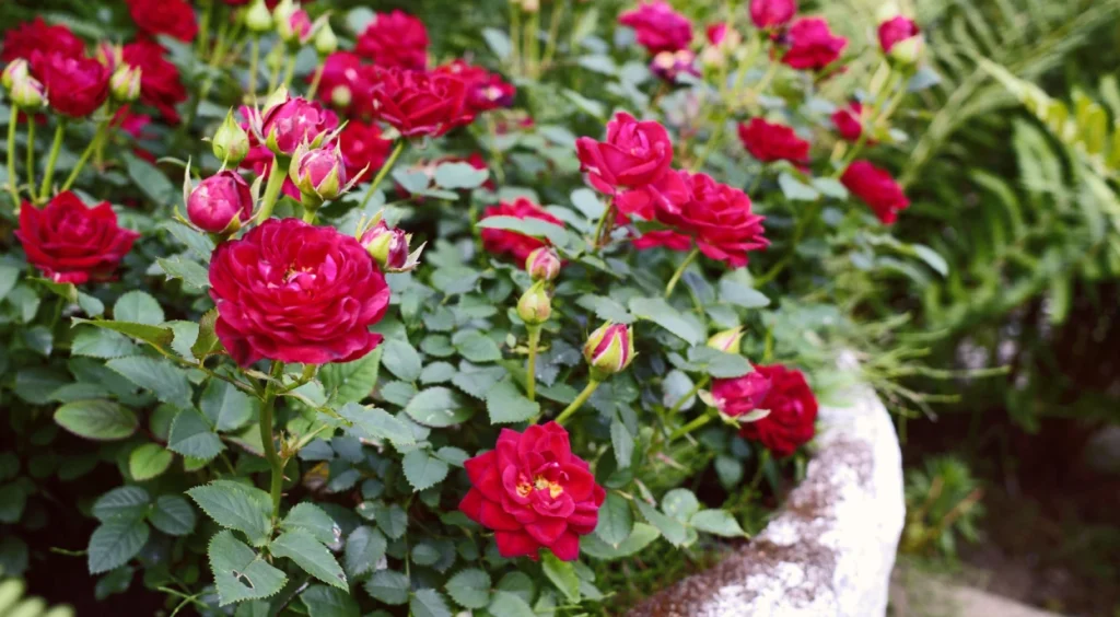 Rosa em vaso