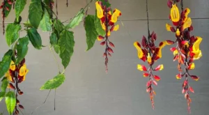 Sapatinho-de-judia pendurada em pergolado