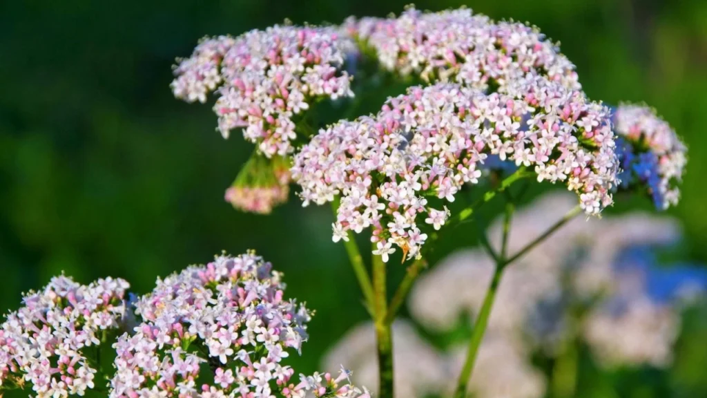 Valeriana