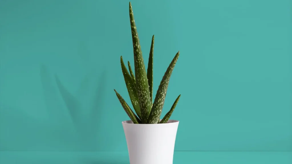 aloe vera decorativa