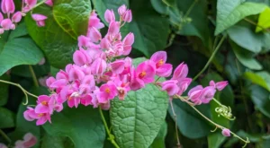 amor-agarradinho flor