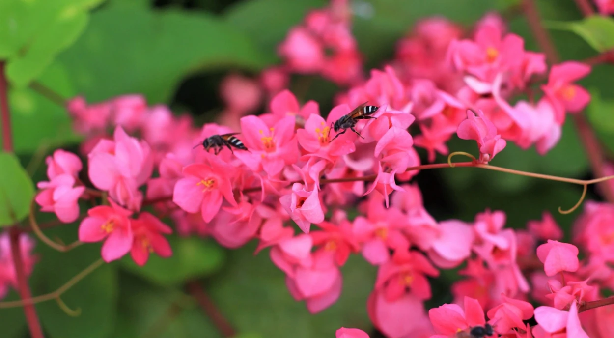 amor-agarradinho flor com abelhas