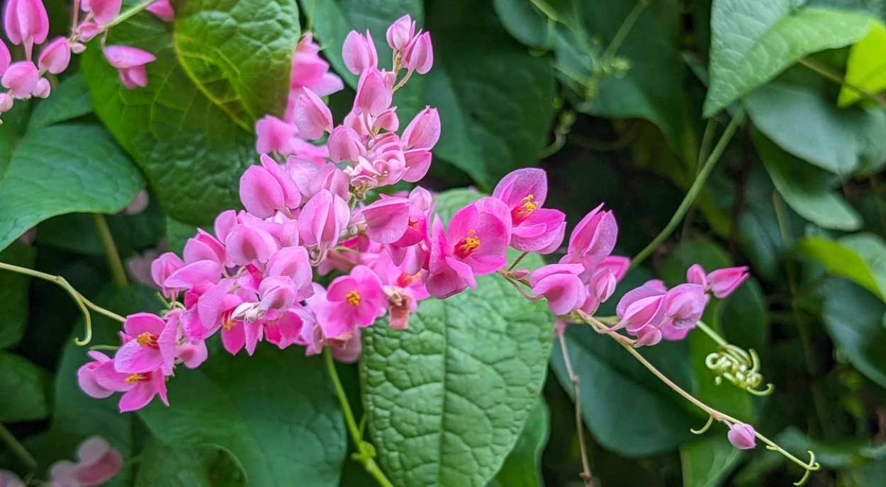 amor-agarradinho flor
