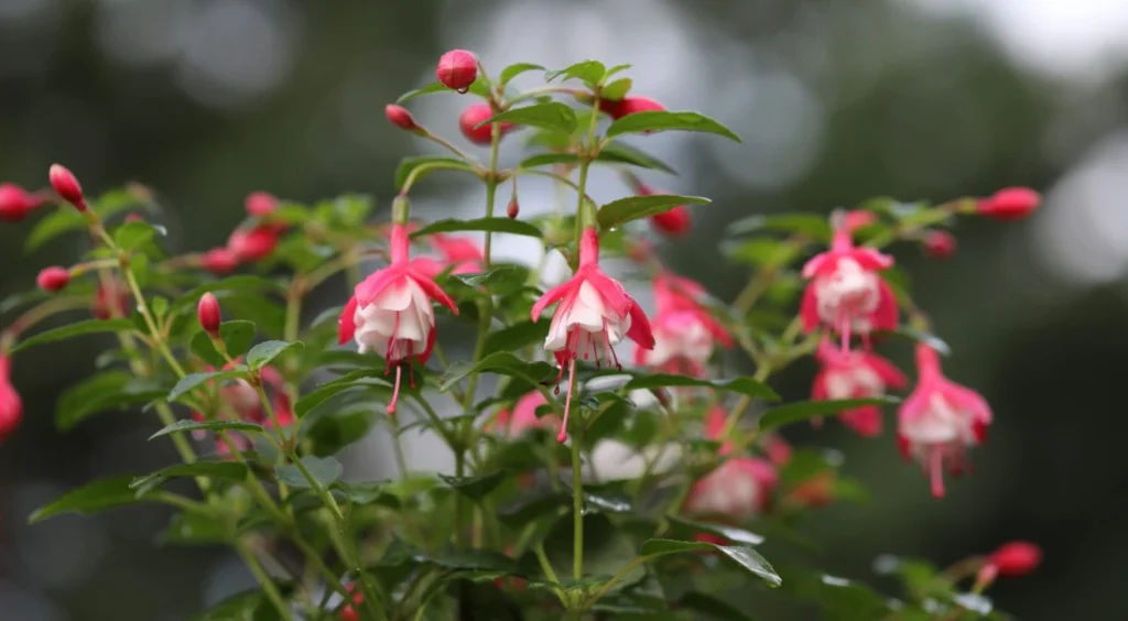 arvore Brinco-de-princesa