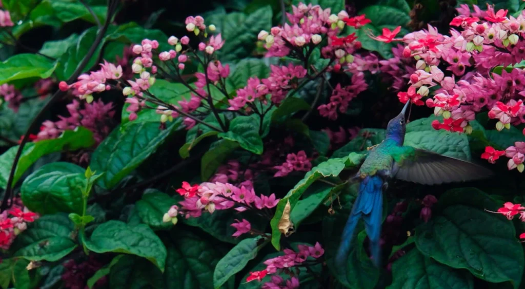 beija-flor na flor de Lágrima-de-Cristo