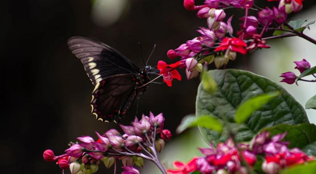 borboleta na flor de Lágrima-de-Cristo