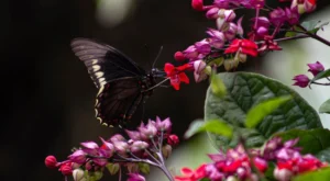 borboleta na flor de Lágrima-de-Cristo