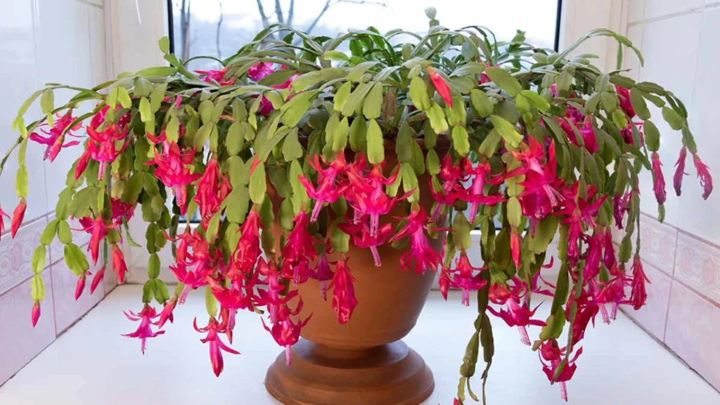 cacto Flor-de-maio pink