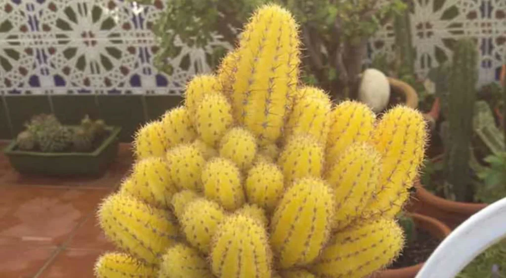 cacto amendoim amarelo