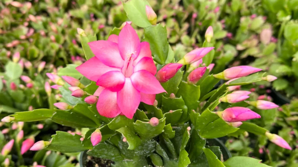 cactos Flor-de-maio rosa