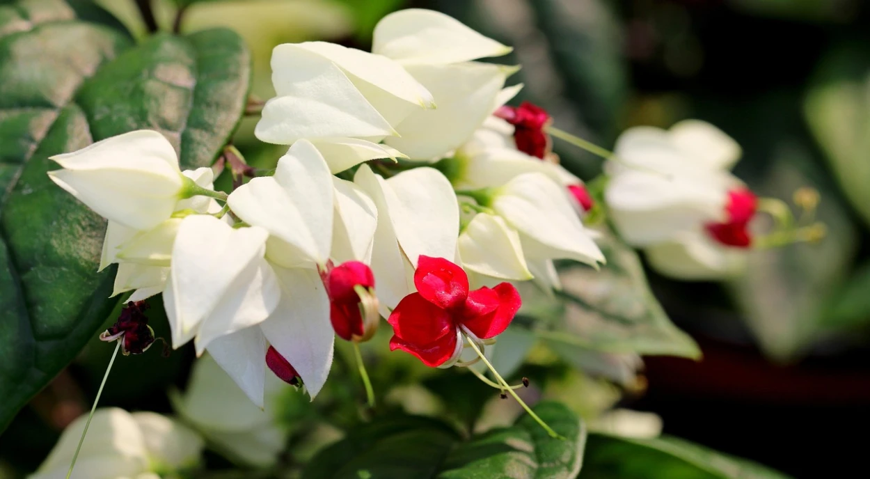 clerodendron flor