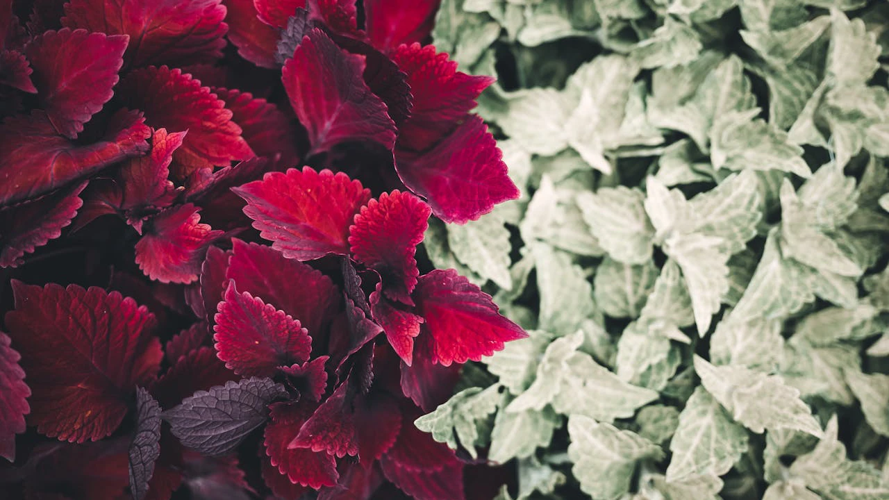 coleus scutellarioides branca e vermelhas