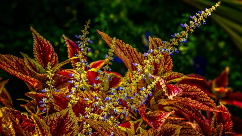 coleus scutellarioides com flores