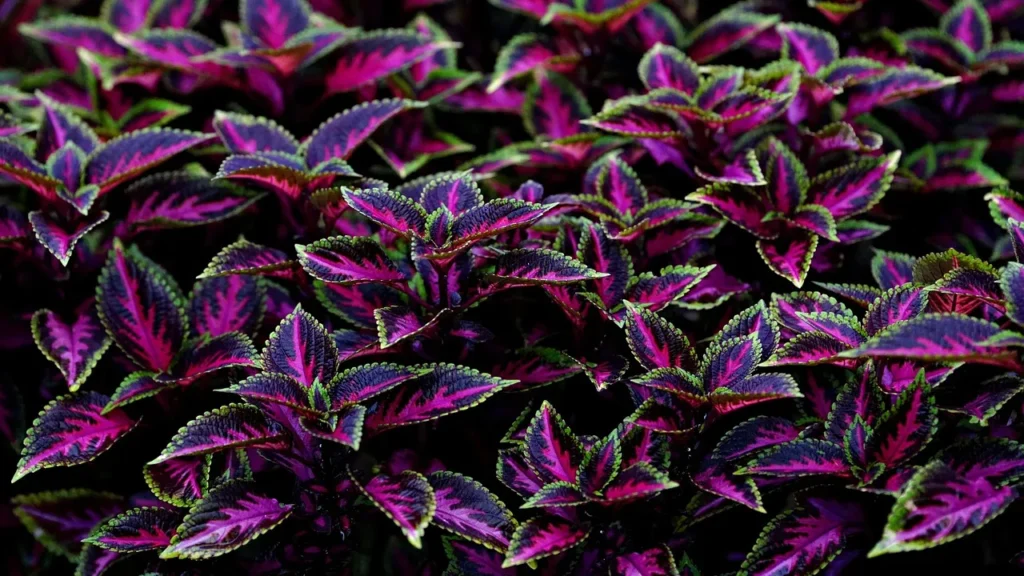 coleus scutellarioides com o meio rosa e roxa com as pontas verdes