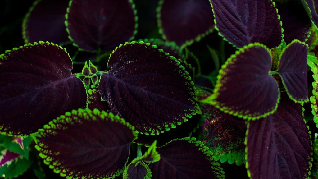 coleus scutellarioides preta com as bordas verdes
