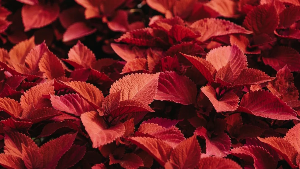 coleus scutellarioides rosa