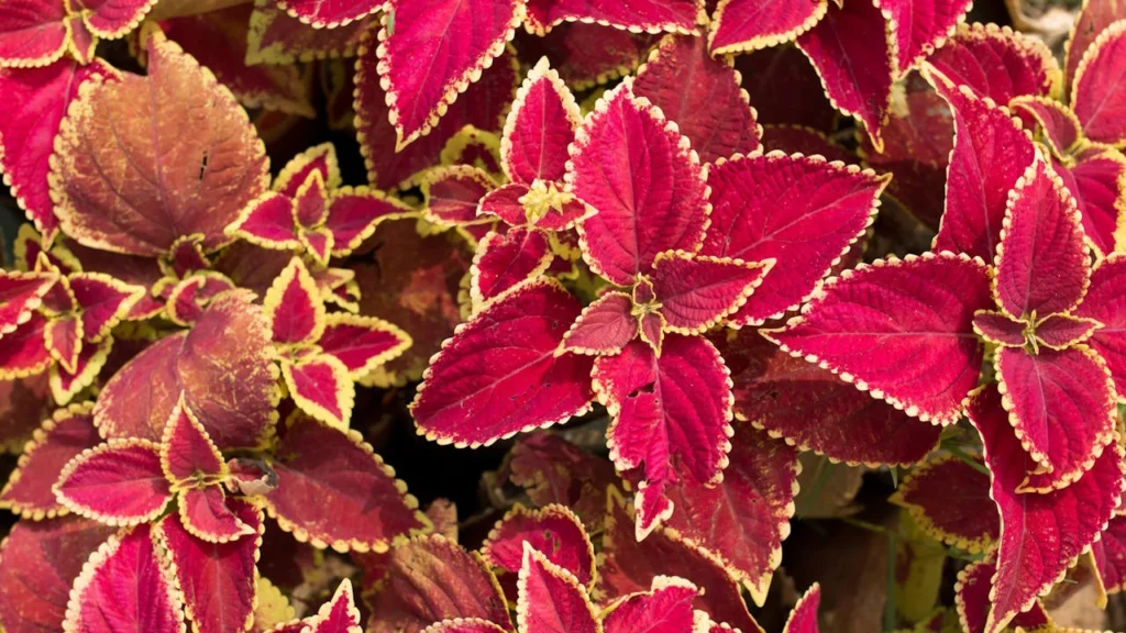 coleus scutellarioides rosa com as bordas verdes claro