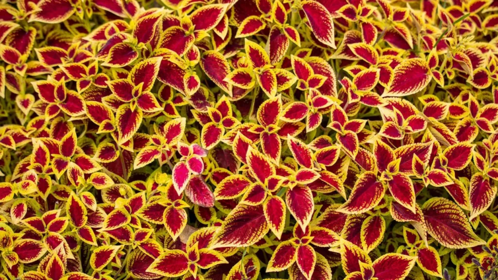 coleus scutellarioides rosa com as pontas amarelas