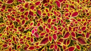 coleus scutellarioides rosa com as pontas amarelas